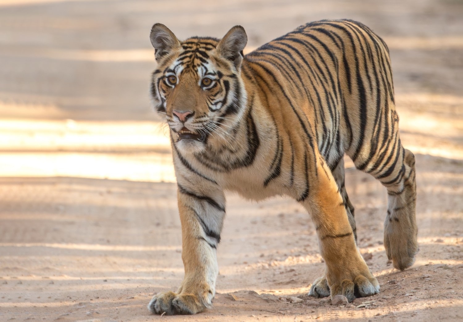 Bandhavgarh Tiger